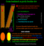 cosine-benchmark-as-gravity-forceline-view.png