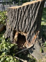 IMG_4834.jpeg