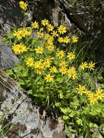 IMG_7931.jpeg
