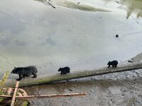 IMG_7381.jpeg