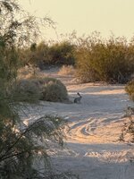 IMG_4337.jpeg