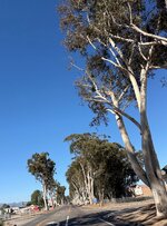 IMG_4377.jpeg