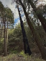 IMG_4032.jpeg