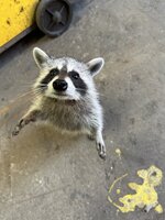 IMG_4156.jpeg