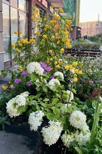 IMG_5106.jpeg