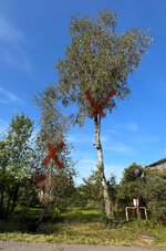 IMG_5131.jpeg