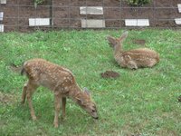 And even MORE twin fawns 006.JPG