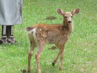 And even MORE twin fawns 012.JPG