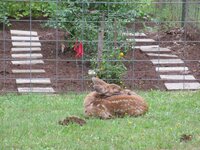 And even MORE twin fawns Cute 034.JPG