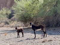 IMG_4451.jpeg