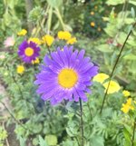 IMG_5390.jpeg