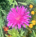 IMG_5384.jpeg