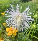 IMG_5383.jpeg