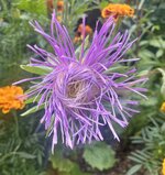 IMG_5385.jpeg