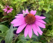 IMG_5388.jpeg