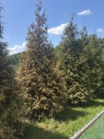 IMG_0376.jpeg