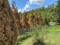 IMG_0433.jpeg