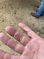 IMG_3232.jpeg
