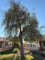 IMG_5310.jpeg