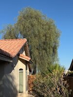 IMG_5313.jpeg
