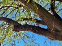 IMG_5311.jpeg