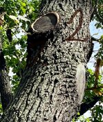 IMG_5685.jpeg