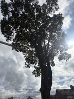 IMG_0084.jpeg