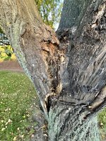 IMG_5720.jpeg