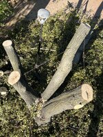 IMG_5725.jpeg