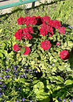 IMG_5759.jpeg