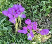 IMG_5756.jpeg