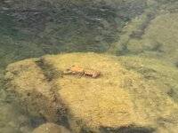 IMG_5394.jpeg