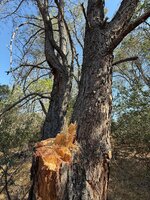 IMG_5372.jpeg