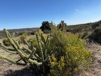 IMG_5516.jpeg