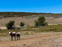 IMG_5511.jpeg