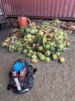 IMG_3234.jpeg