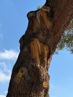IMG_5594.jpeg