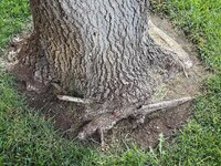 IMG_5638.jpeg