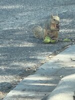 IMG_5652.jpeg