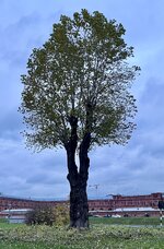 IMG_6419.jpeg