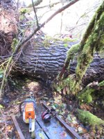 Cottonwood Blowdown 10-25-2025 boardwalk end 013.JPG