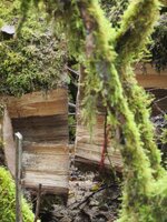 Cottonwood Blowdown 10-25-2025 gap 033.JPG