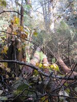 Cottonwood Blowdown 10-25-2025 knockdown mess  021.JPG