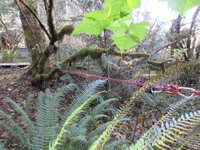 Cottonwood Blowdown 10-25-2025 rigging 026.JPG