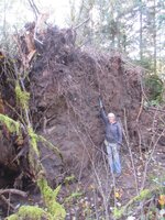 Cottonwood Blowdown 10-25-2025 rootwad 004.JPG