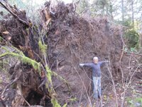 Cottonwood Blowdown 10-25-2025 rootwad 006.JPG