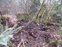 Cottonwood blowdown Oct. Day 2 work 005.JPG