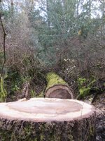 Cottonwood blowdown Oct. Day 2 work 006.JPG