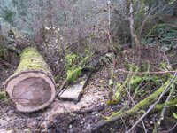 Cottonwood blowdown Oct. Day 2 work 009.JPG