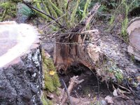 Cottonwood blowdown Oct. Day 2 work 010.JPG